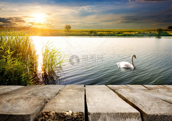 白天鹅在木桥附近的一条河上图片