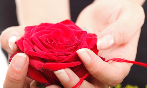红玫瑰花瓣的女子手图片
