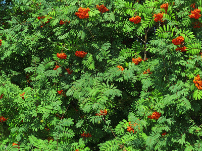 一棵树上秋红的山莓绿背景自然环境秋天罗万贝利灰莓图片