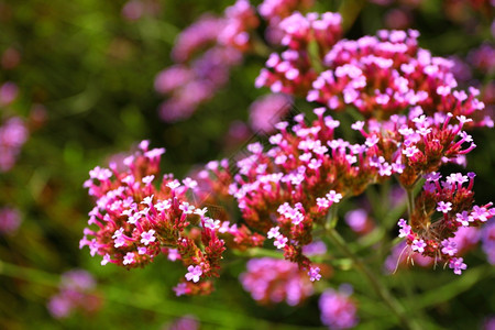 在花园里贴上粉红色的花朵春或夏日背景图片