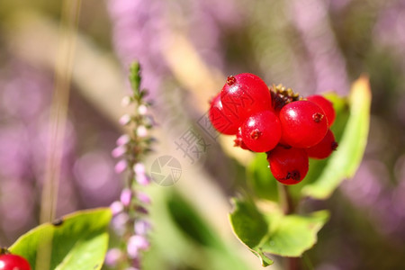 在阳光明媚的草原上近距离的野生不可食用红莓图片