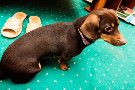 在家的动物Dachshundchihuahua和shihtzu混合狗坐在室内绿地毯上图片