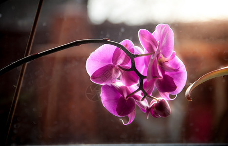 紫兰花在阳光明媚的日子站在窗台上的照片图片