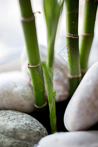 竹芽和白宝石生长的近照图片