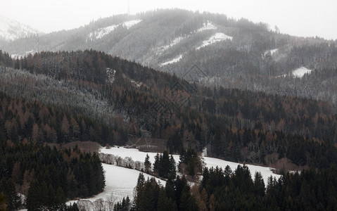 雪覆盖的高山上生长树木景观图片