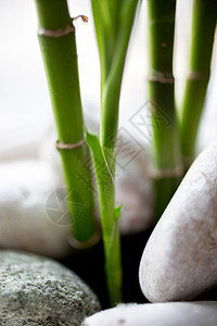 白色石块之间绿竹子生长的近照片图片