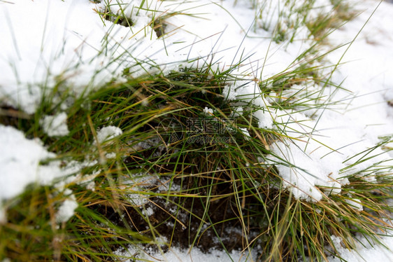 冰雪覆盖青绿草的热照片图片