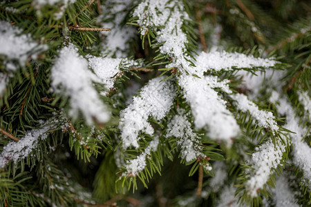 雪覆盖的Fir树枝的切合照片图片