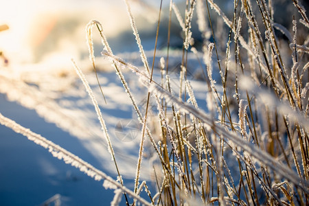 阳光明媚的天下雪覆盖着干草的美丽景色图片