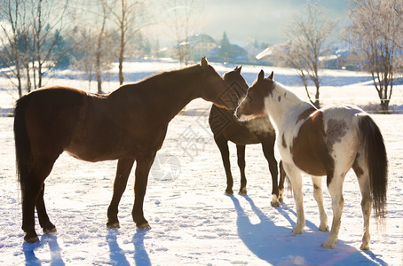 三匹美丽的马在户外棚屋被雪覆盖着图片