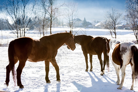 高地上美丽的马匹被雪覆盖图片