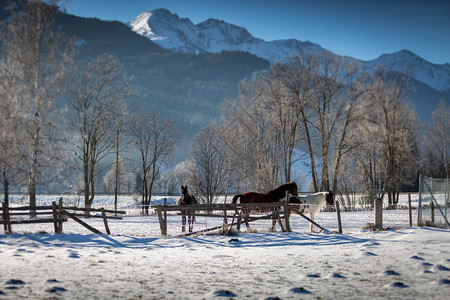 雪天在高地农场的草上铺垫美丽的马匹图片