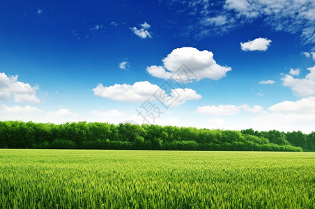 绿色麦田小麦田和蓝天空背景
