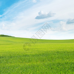 草地和蓝天空图片