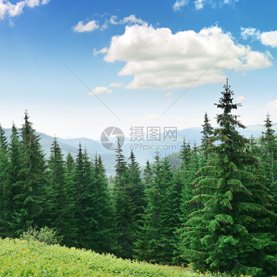 在高山背景上美丽的松树图片
