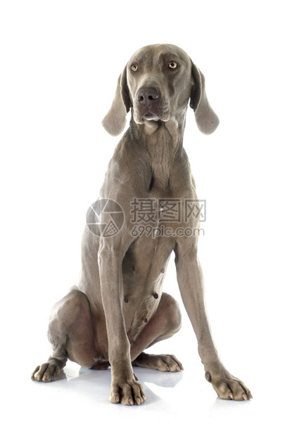 白色背景面前的灰Weimaraner图片