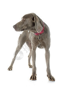 白色背景面前的灰Weimaraner图片