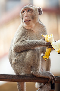 猴子吃香蕉猴子高清图片