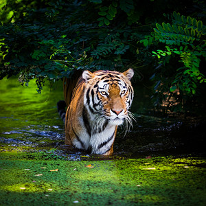 老虎在水中图片