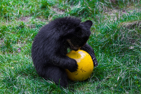 憨态可掬小囧熊小熊玩球的野背景