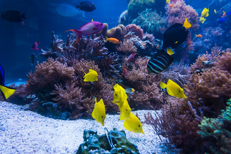 珊瑚礁海水族馆图片