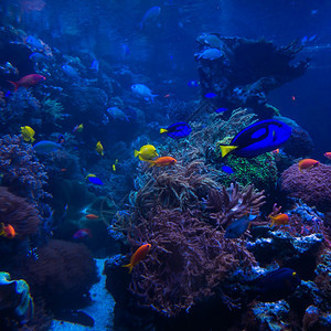 珊瑚礁海水族馆图片