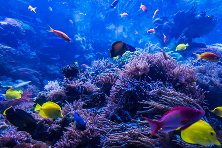 珊瑚礁海水族馆图片