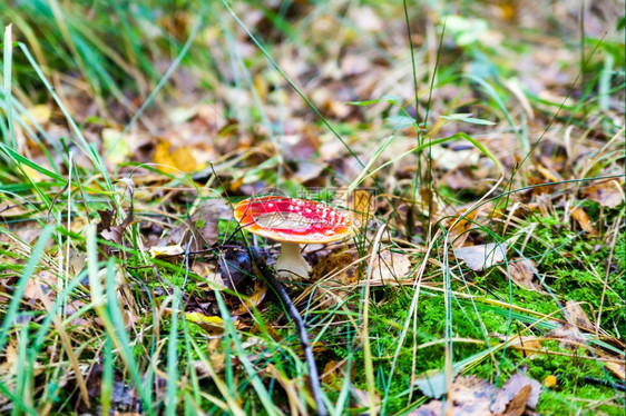 草地上的蘑菇美丽红色和白拖鞋图片