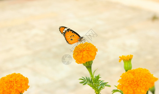 太阳背景的橙色花朵Ans蝴蝶图片