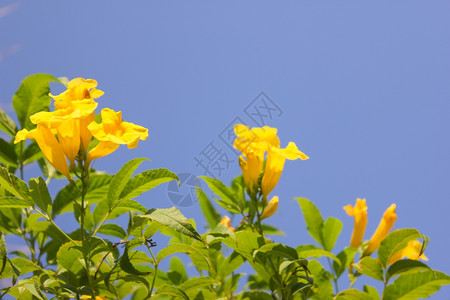 地瓜叶黄花在阳光下天空背景上背景