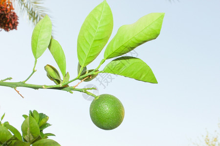 树枝上的绿色橙子果花园种植场上的橙子树和水果图片