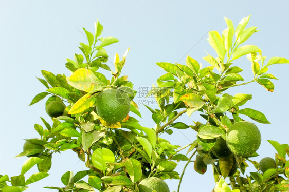 树枝上的绿色橙子果花园种植场上的橙子树和水果图片