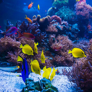 珊瑚礁海水族馆图片