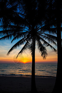 棕榈树在日落热带沙滩上摇欲坠图片