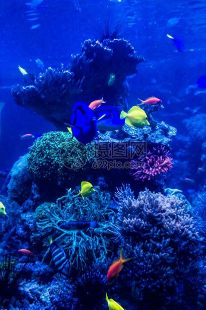 热带鱼类在蓝色珊瑚礁海水族馆中相遇