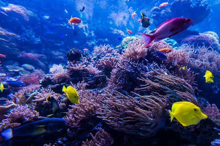 珊瑚礁海水族馆图片