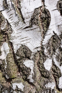 Birch树皮纹理背景图片