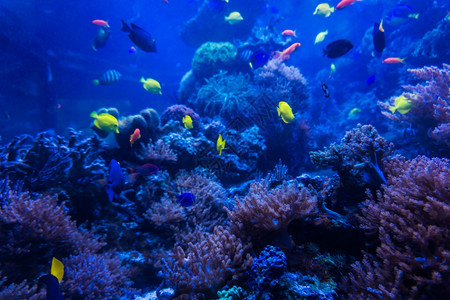 珊瑚礁海水族馆图片