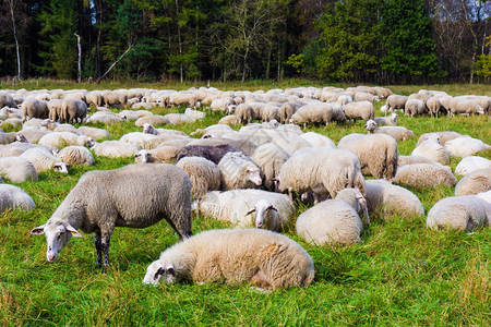 在草原上宰羊地群中图片