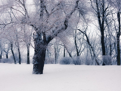 公园的雪树图片