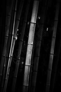 竹林的黑白图像背景图片