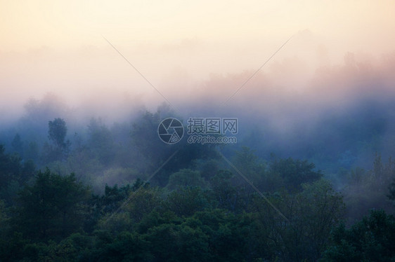 早期雾晨林图片