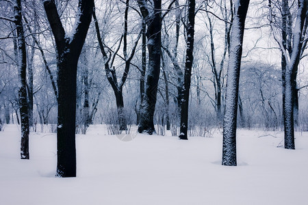 公园的雪树图片