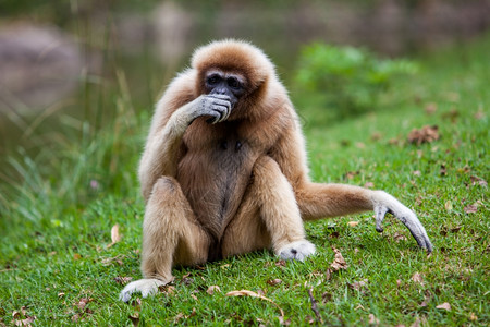 手持Gibbon高清图片