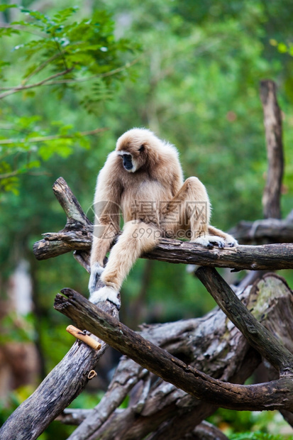 手持Gibbon图片