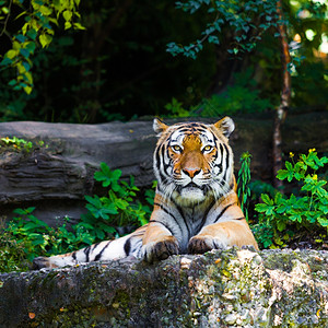 美丽的老虎图片