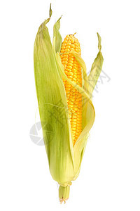 在白色背景上孤立的cob上玉米图片