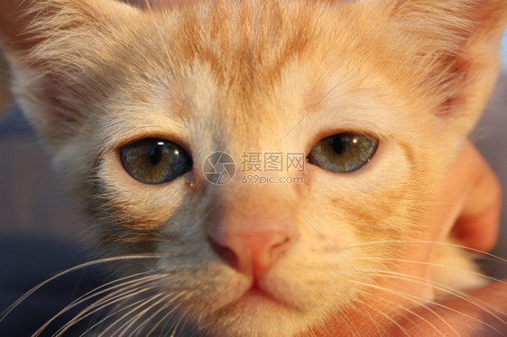可爱的家猫红头可爱小猫图片