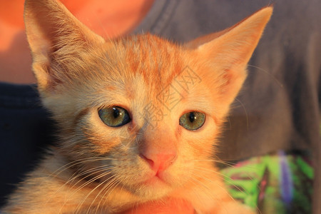 可爱的家猫红头可爱小猫背景图片