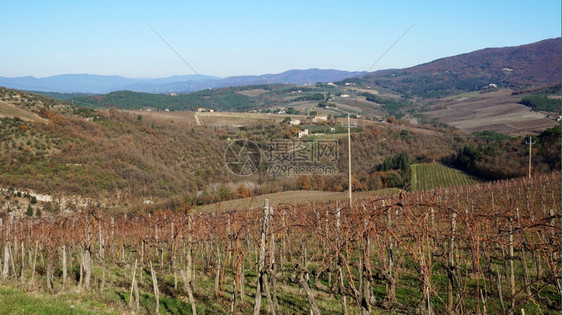 冬季意大利锡耶纳的Wineyard图片